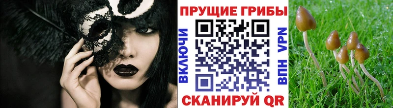 Галлюциногенные грибы мицелий  Ахтырский 